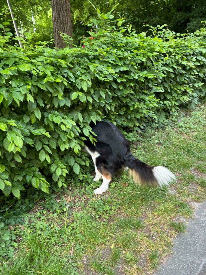 67 Dogs Who Left Their Owners Wondering What Exactly Was Going On In Their Heads (New Pics)