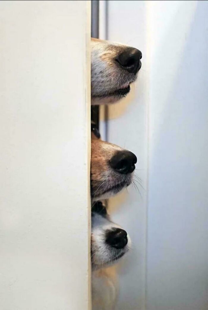 67 Dogs Who Left Their Owners Wondering What Exactly Was Going On In Their Heads (New Pics)