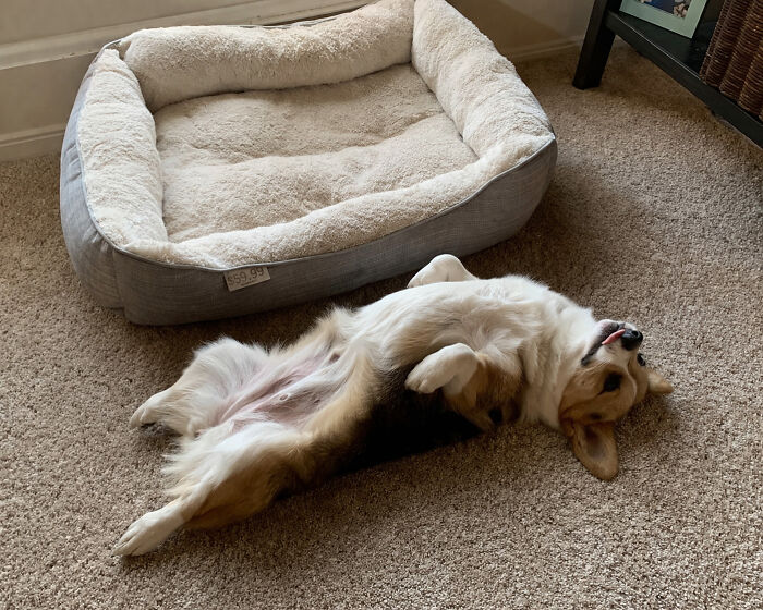 67 Dogs Who Left Their Owners Wondering What Exactly Was Going On In Their Heads (New Pics)