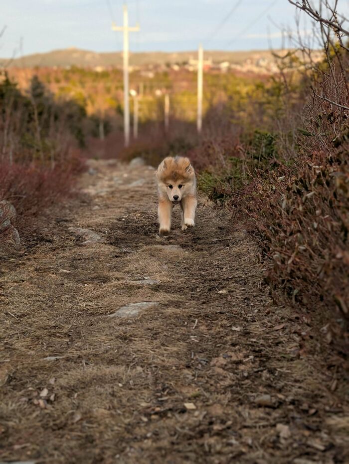 67 Dogs Who Left Their Owners Wondering What Exactly Was Going On In Their Heads (New Pics)