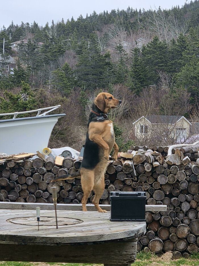 67 Dogs Who Left Their Owners Wondering What Exactly Was Going On In Their Heads (New Pics)