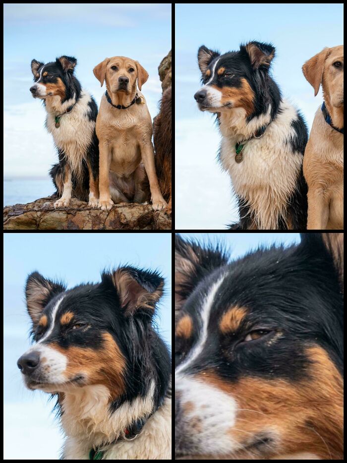 67 Dogs Who Left Their Owners Wondering What Exactly Was Going On In Their Heads (New Pics)