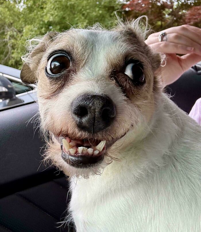 67 Dogs Who Left Their Owners Wondering What Exactly Was Going On In Their Heads (New Pics)