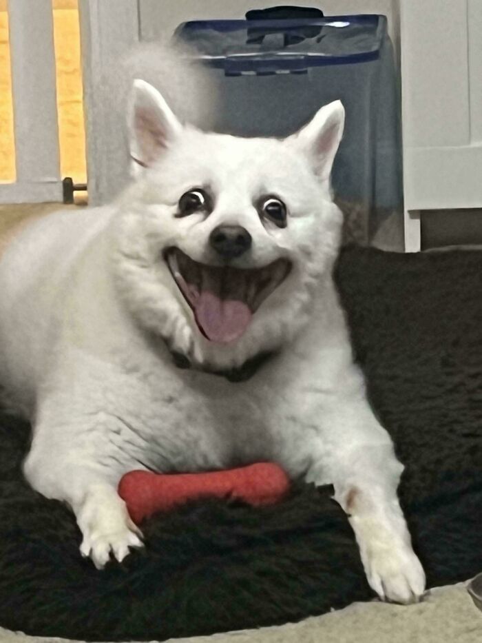 67 Dogs Who Left Their Owners Wondering What Exactly Was Going On In Their Heads (New Pics)