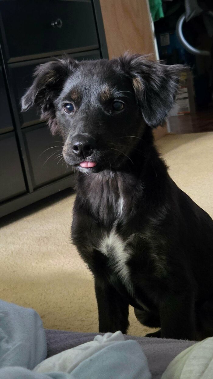 67 Dogs Who Left Their Owners Wondering What Exactly Was Going On In Their Heads (New Pics)