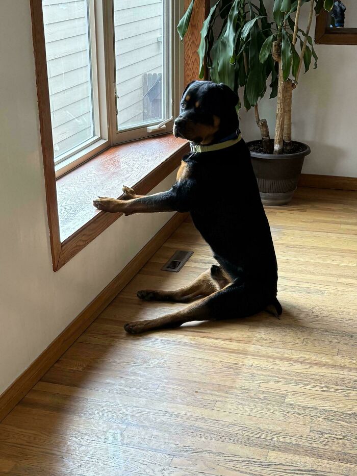 67 Dogs Who Left Their Owners Wondering What Exactly Was Going On In Their Heads (New Pics)