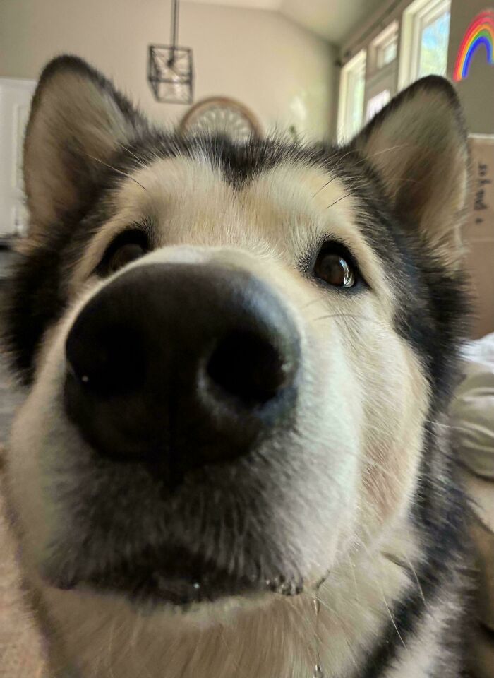 67 Dogs Who Left Their Owners Wondering What Exactly Was Going On In Their Heads (New Pics)