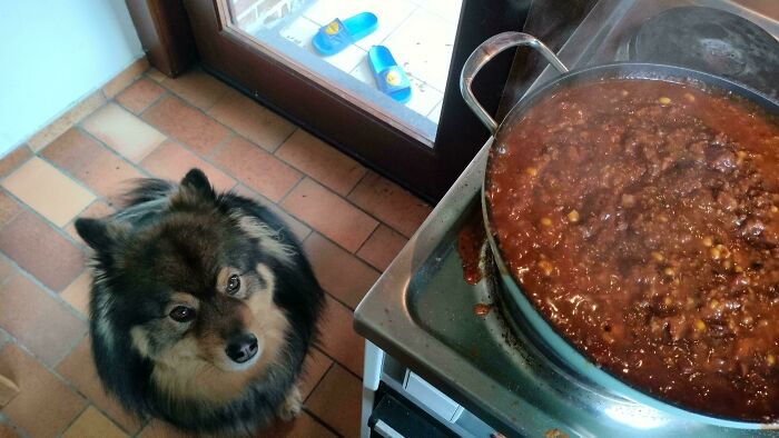 67 Dogs Who Left Their Owners Wondering What Exactly Was Going On In Their Heads (New Pics)