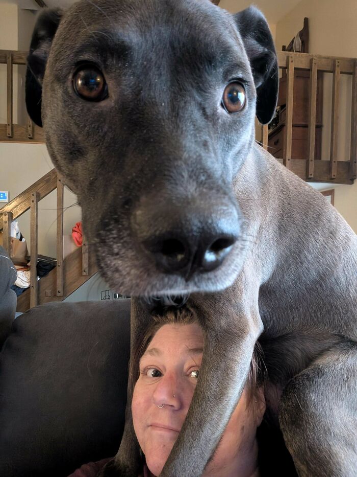 67 Dogs Who Left Their Owners Wondering What Exactly Was Going On In Their Heads (New Pics)
