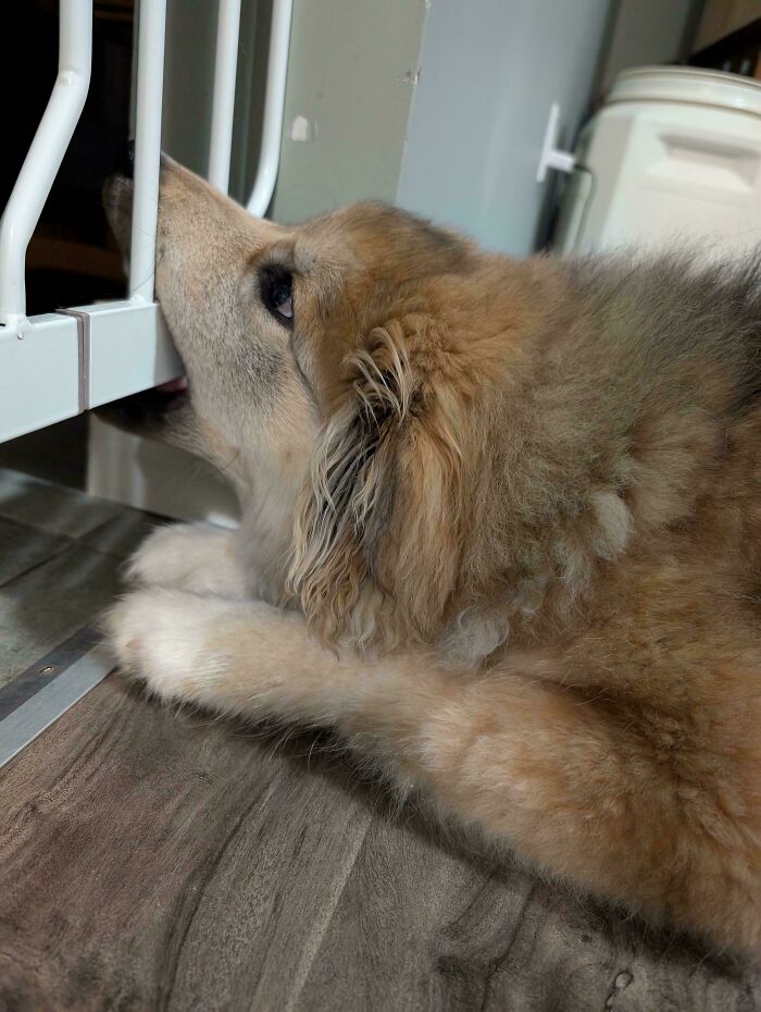 67 Dogs Who Left Their Owners Wondering What Exactly Was Going On In Their Heads (New Pics)