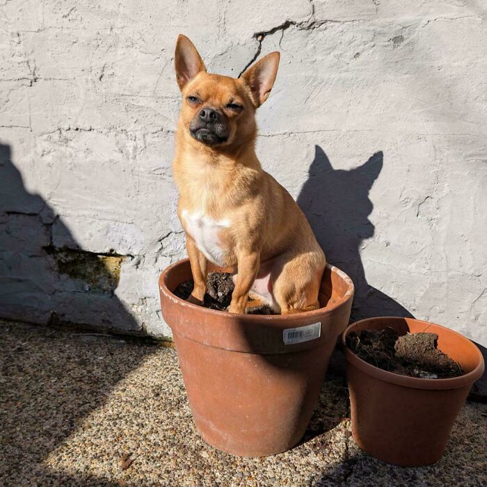 67 Dogs Who Left Their Owners Wondering What Exactly Was Going On In Their Heads (New Pics)