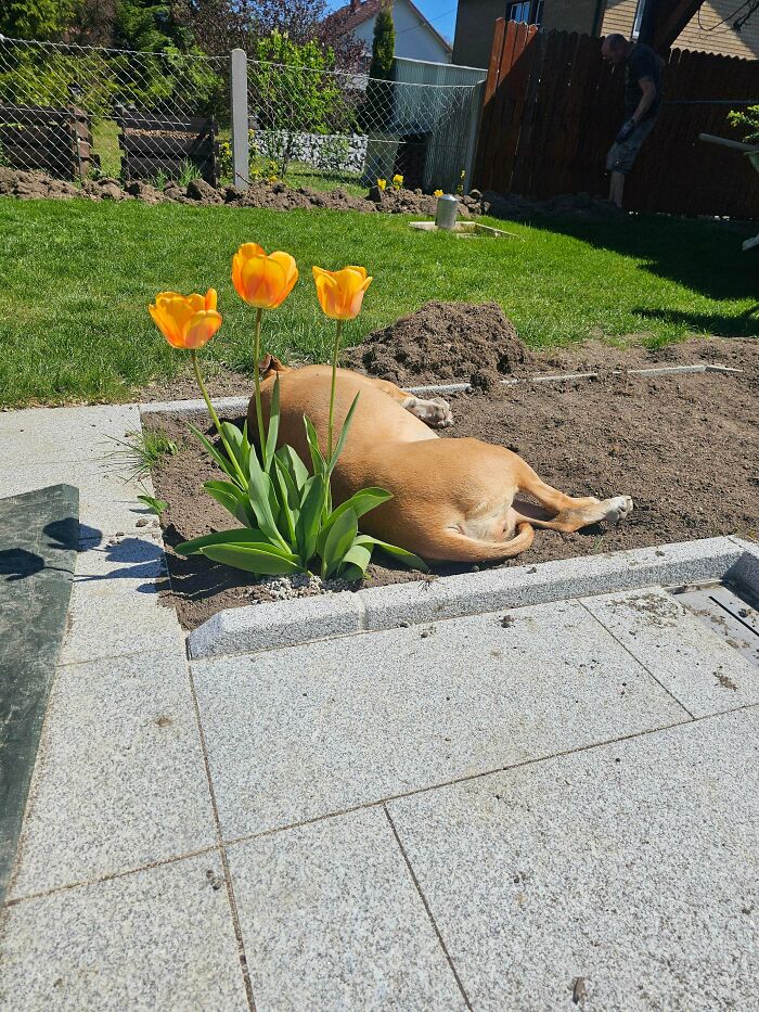 67 Dogs Who Left Their Owners Wondering What Exactly Was Going On In Their Heads (New Pics)