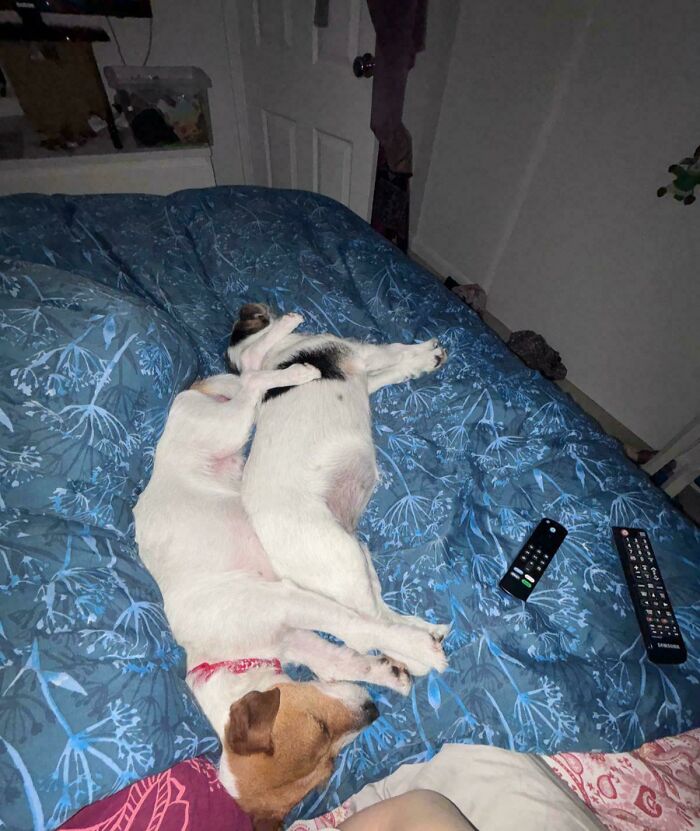 67 Dogs Who Left Their Owners Wondering What Exactly Was Going On In Their Heads (New Pics)