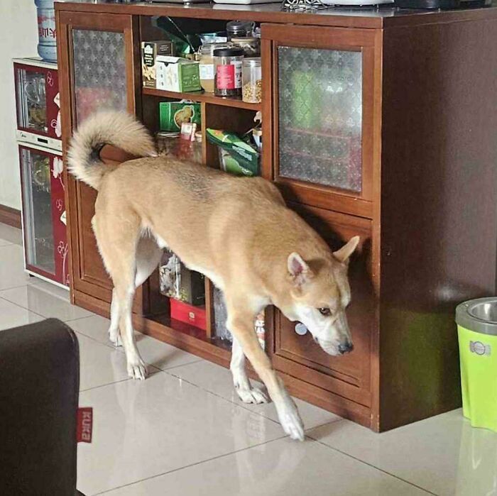 67 Dogs Who Left Their Owners Wondering What Exactly Was Going On In Their Heads (New Pics)