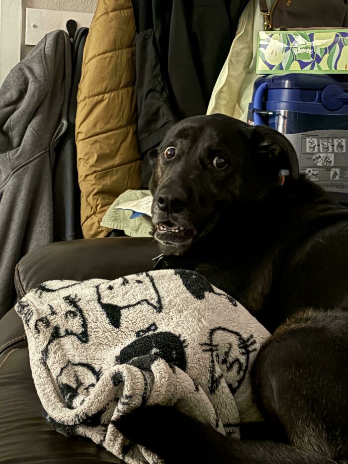 67 Dogs Who Left Their Owners Wondering What Exactly Was Going On In Their Heads (New Pics)