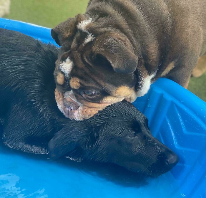 67 Dogs Who Left Their Owners Wondering What Exactly Was Going On In Their Heads (New Pics)