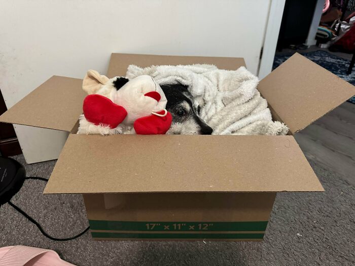 67 Dogs Who Left Their Owners Wondering What Exactly Was Going On In Their Heads (New Pics)