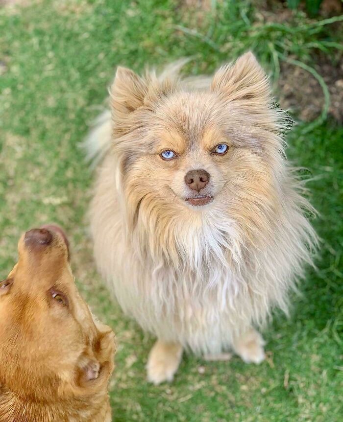 67 Dogs Who Left Their Owners Wondering What Exactly Was Going On In Their Heads (New Pics)