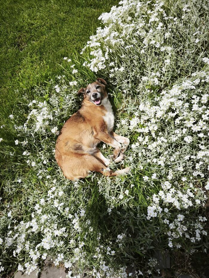 67 Dogs Who Left Their Owners Wondering What Exactly Was Going On In Their Heads (New Pics)