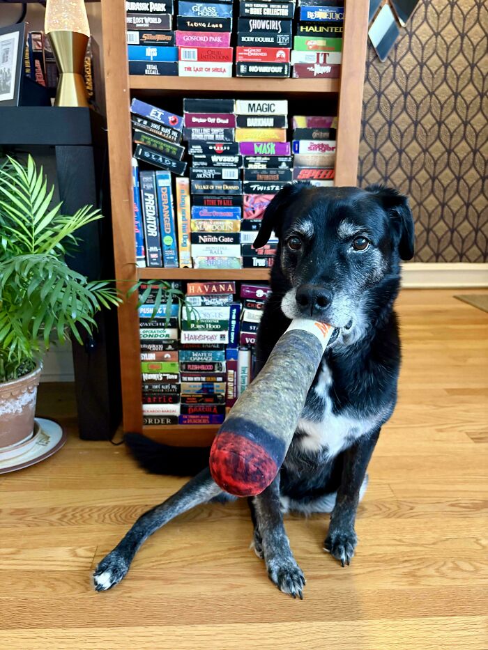 67 Dogs Who Left Their Owners Wondering What Exactly Was Going On In Their Heads (New Pics)