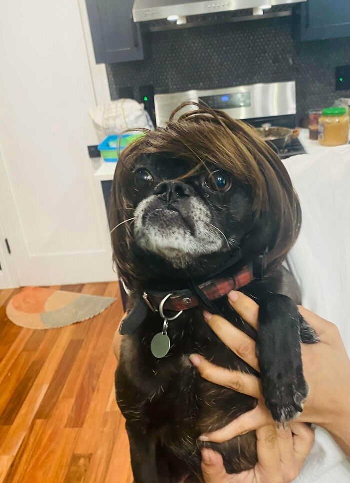 67 Dogs Who Left Their Owners Wondering What Exactly Was Going On In Their Heads (New Pics)