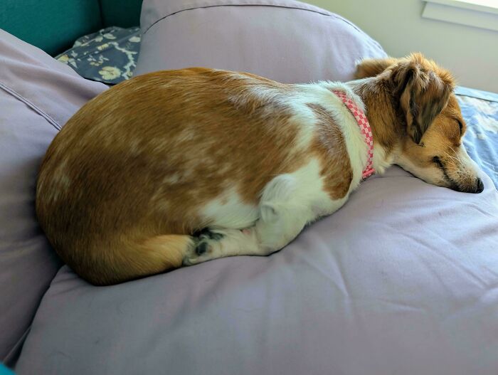 67 Dogs Who Left Their Owners Wondering What Exactly Was Going On In Their Heads (New Pics)