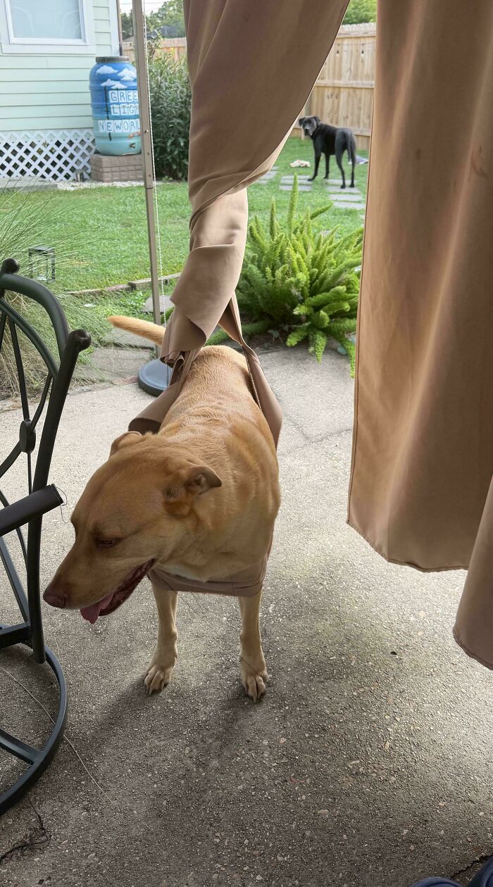 67 Dogs Who Left Their Owners Wondering What Exactly Was Going On In Their Heads (New Pics)