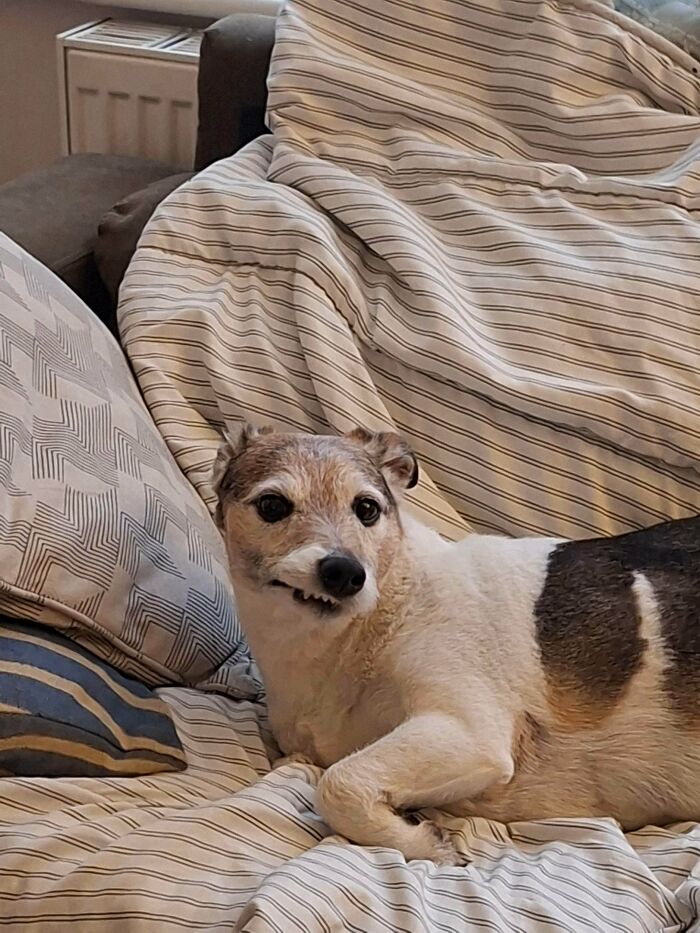 67 Dogs Who Left Their Owners Wondering What Exactly Was Going On In Their Heads (New Pics)