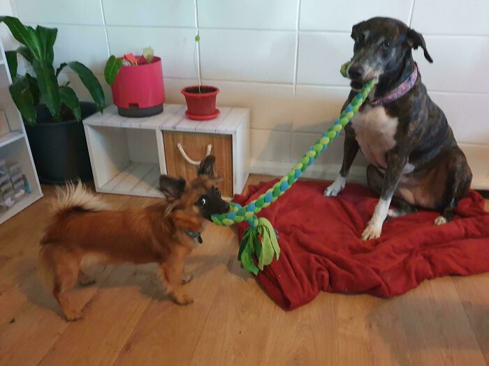 67 Dogs Who Left Their Owners Wondering What Exactly Was Going On In Their Heads (New Pics)