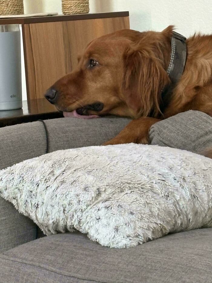 67 Dogs Who Left Their Owners Wondering What Exactly Was Going On In Their Heads (New Pics)