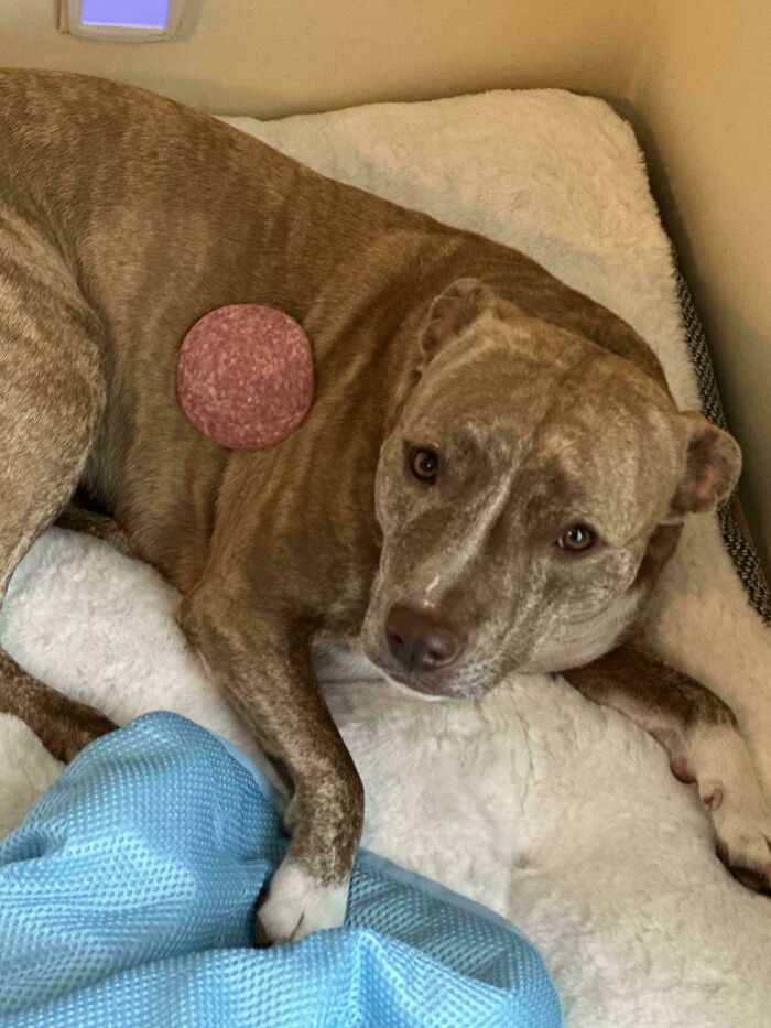 67 Dogs Who Left Their Owners Wondering What Exactly Was Going On In Their Heads (New Pics)