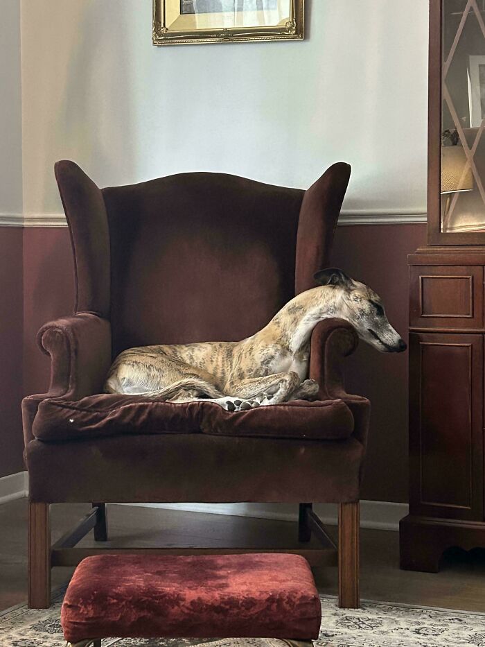 67 Dogs Who Left Their Owners Wondering What Exactly Was Going On In Their Heads (New Pics)