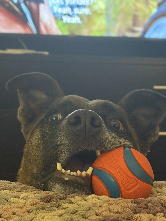 67 Dogs Who Left Their Owners Wondering What Exactly Was Going On In Their Heads (New Pics)
