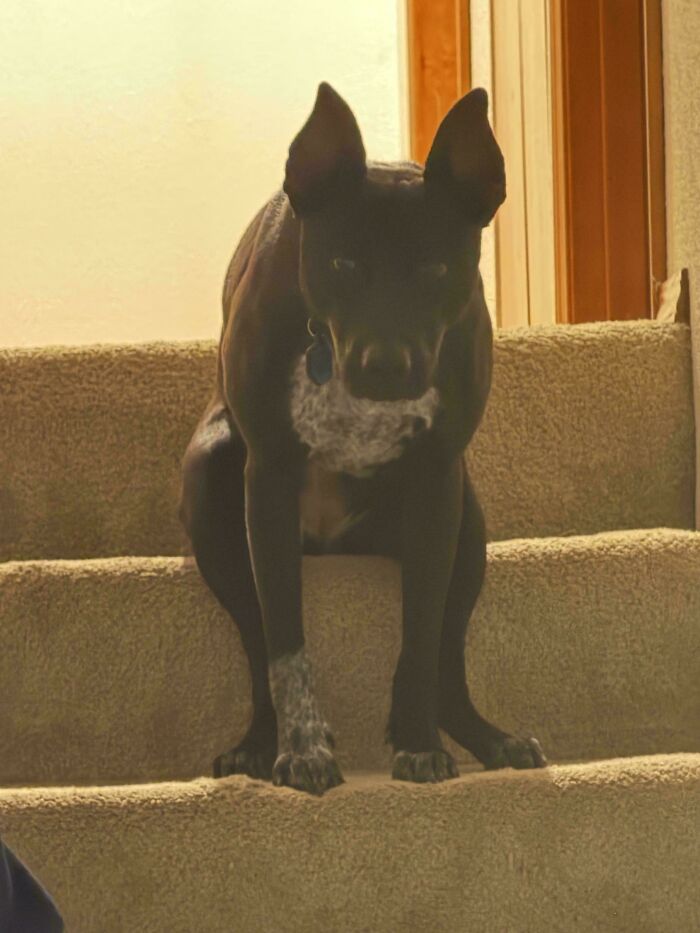 67 Dogs Who Left Their Owners Wondering What Exactly Was Going On In Their Heads (New Pics)