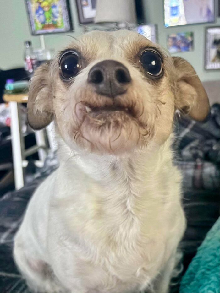 67 Dogs Who Left Their Owners Wondering What Exactly Was Going On In Their Heads (New Pics)