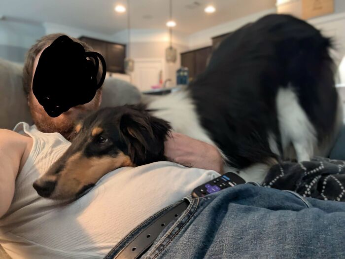 67 Dogs Who Left Their Owners Wondering What Exactly Was Going On In Their Heads (New Pics)