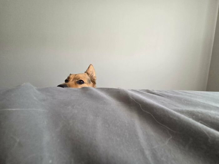 67 Dogs Who Left Their Owners Wondering What Exactly Was Going On In Their Heads (New Pics)