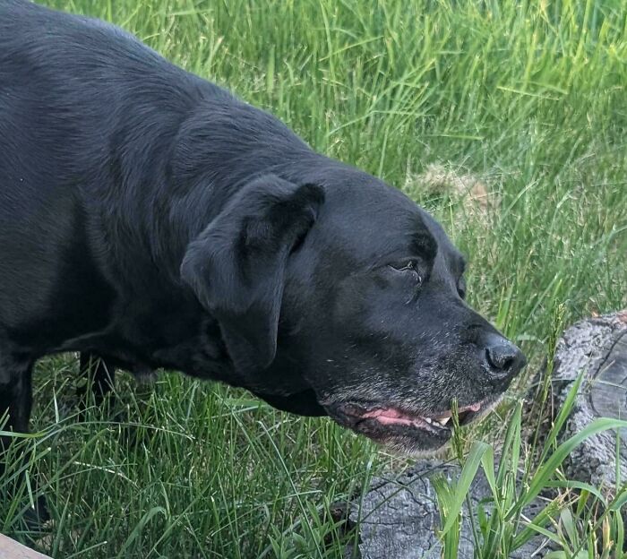 67 Dogs Who Left Their Owners Wondering What Exactly Was Going On In Their Heads (New Pics)