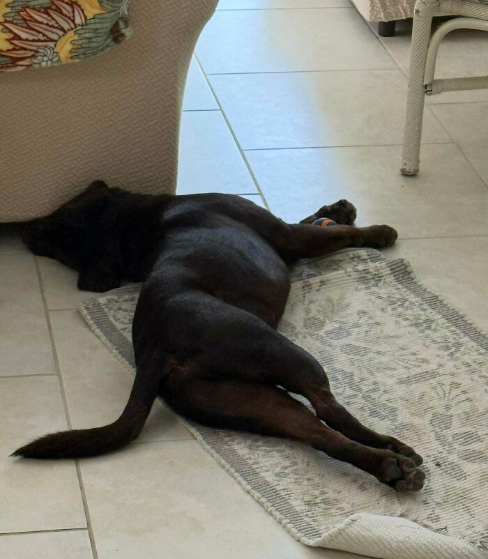 67 Dogs Who Left Their Owners Wondering What Exactly Was Going On In Their Heads (New Pics)