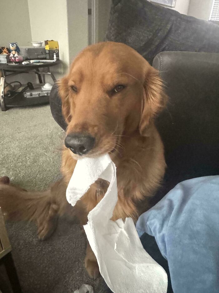 67 Dogs Who Left Their Owners Wondering What Exactly Was Going On In Their Heads (New Pics)