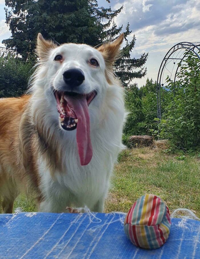 67 Dogs Who Left Their Owners Wondering What Exactly Was Going On In Their Heads (New Pics)