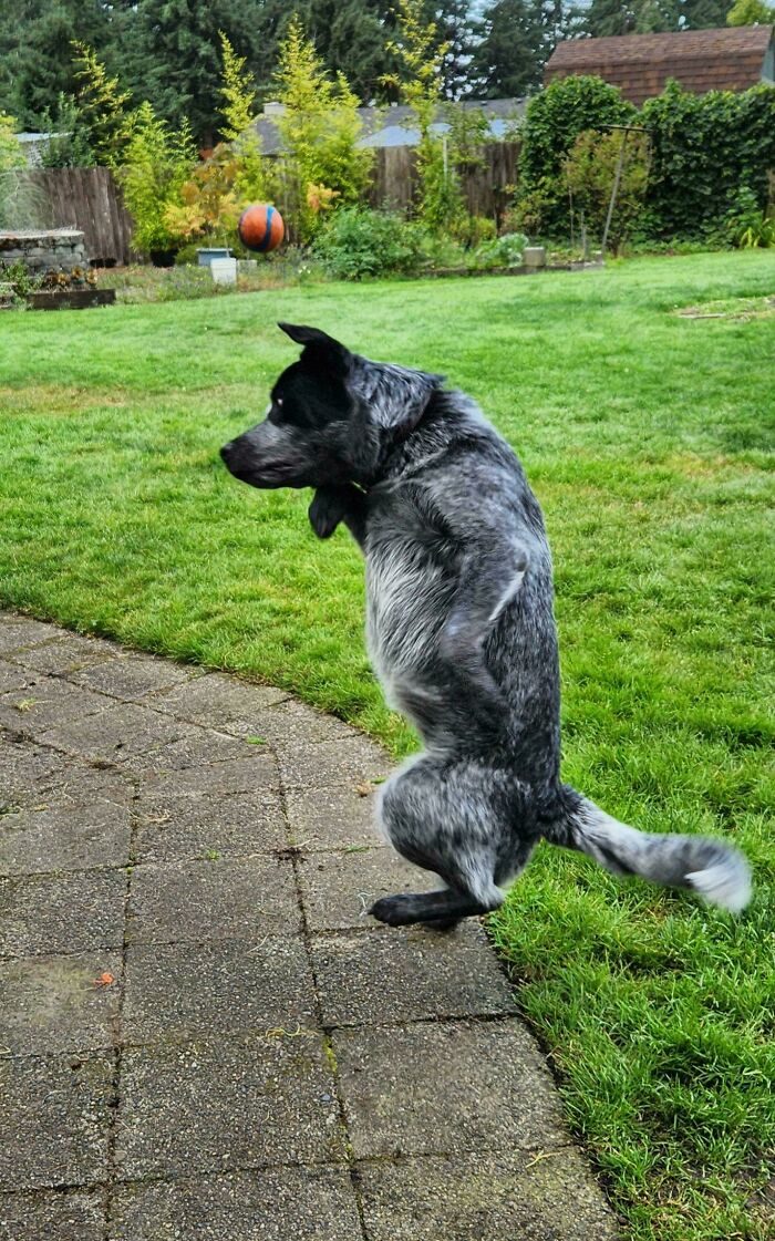 67 Dogs Who Left Their Owners Wondering What Exactly Was Going On In Their Heads (New Pics)