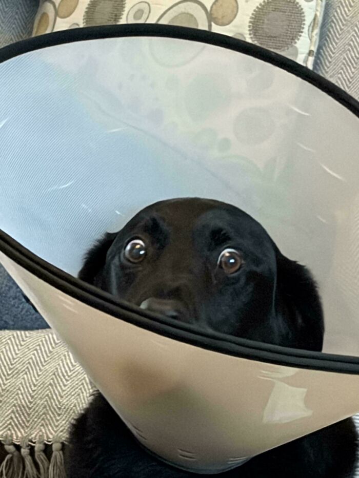 67 Dogs Who Left Their Owners Wondering What Exactly Was Going On In Their Heads (New Pics)