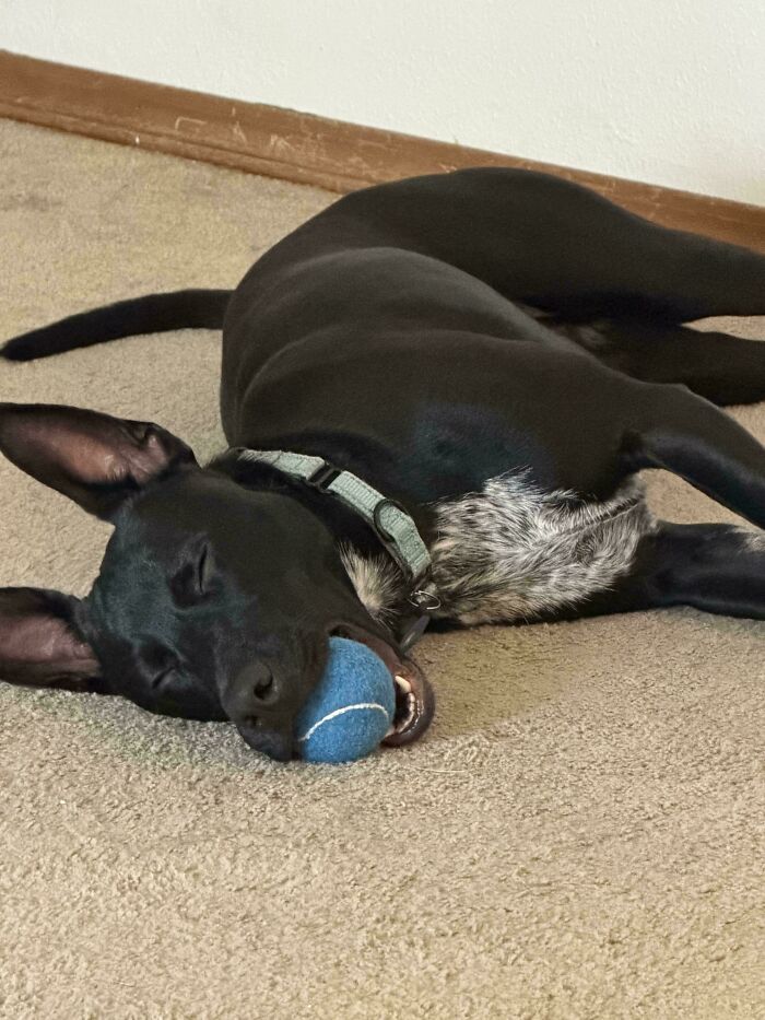 67 Dogs Who Left Their Owners Wondering What Exactly Was Going On In Their Heads (New Pics)
