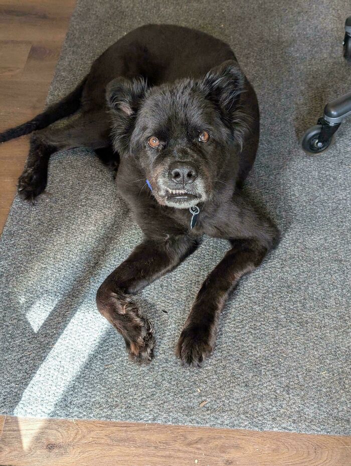 67 Dogs Who Left Their Owners Wondering What Exactly Was Going On In Their Heads (New Pics)