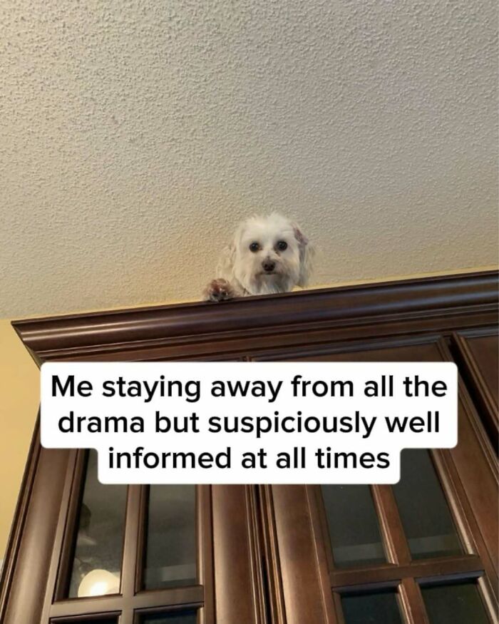 53 Memes That Are So Spot-On, It&rsquo;s Actually Concerning How Accurate They Are