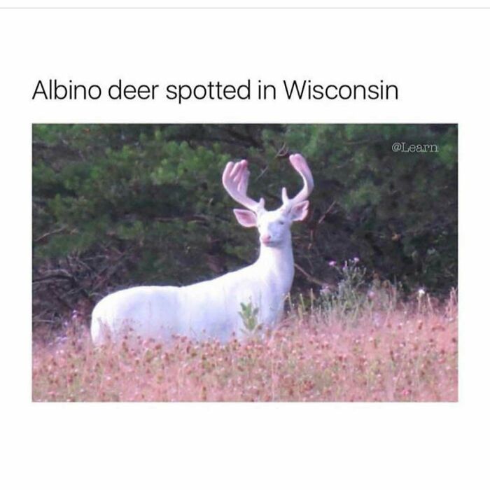 80 Hilarious But Not-So-Relatable Memes That Prove Rednecks Are Really Something Else