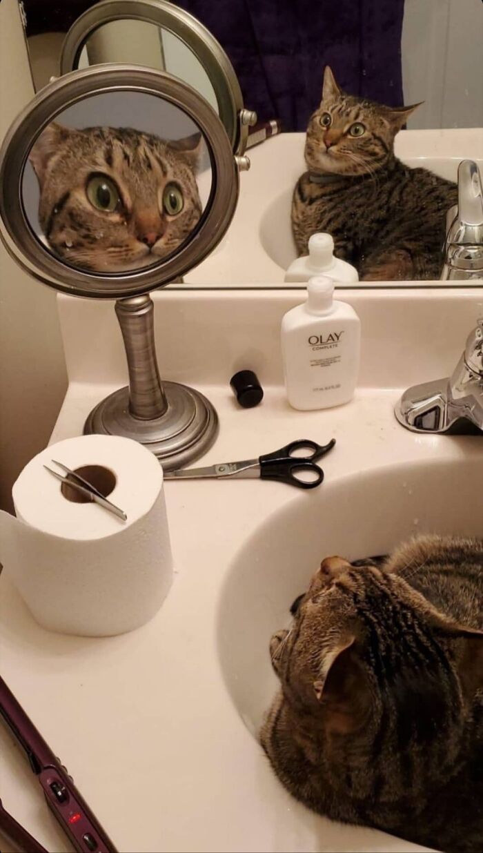 57 Mirror Pics Where The Reflection Ended Up Being Funnier Than The Main Subject