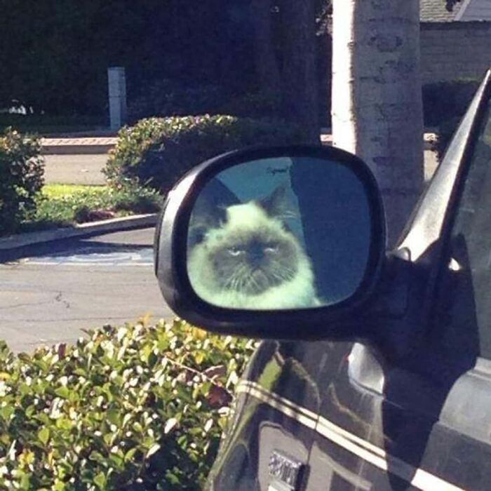 57 Mirror Pics Where The Reflection Ended Up Being Funnier Than The Main Subject