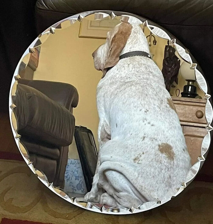 57 Mirror Pics Where The Reflection Ended Up Being Funnier Than The Main Subject